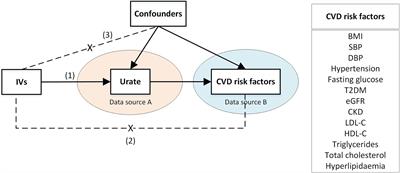 Causal Associations of Urate With Cardiovascular Risk Factors: Two-Sample Mendelian Randomization